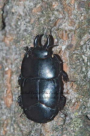 Hololepta aequalis 5002218z
