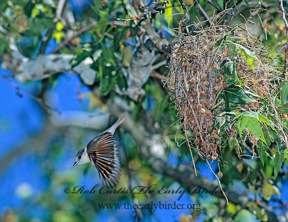 Pachyramphus aglaiae  ROSE-THROATED BECARD 94914z