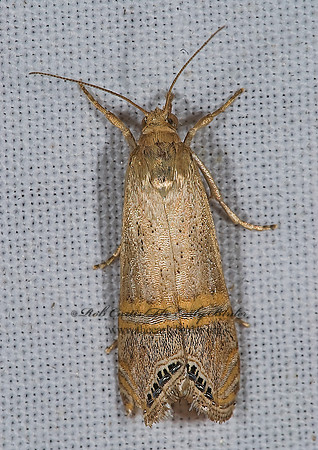Euchromius californicalis  GRASS VENEER 6024816z