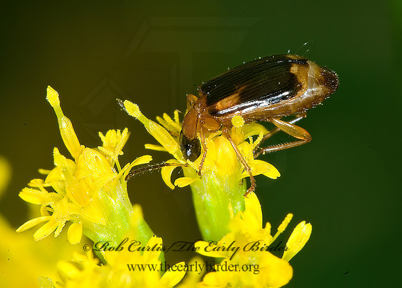 Lebia analis 6014881 z