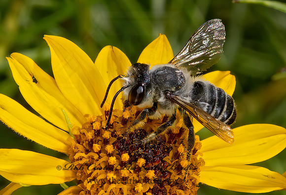 Megachile  LEAF-CUTTING BEE 3038761z