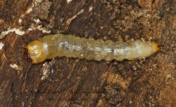Synchroa punctata 5016857z