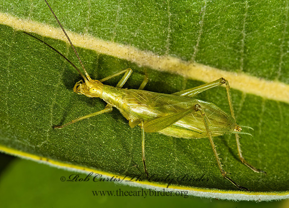 Oecanthus forbesi  FORBE'S TREE CRICKET 5014999z