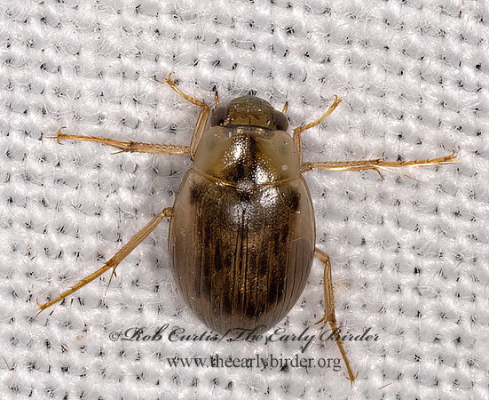 Berosus  WATER SCAVENGER BEETLE 3038053z