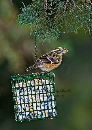 Pheucticus melanocephalus  BLACK HEADED GROSBEAK 5006154z
