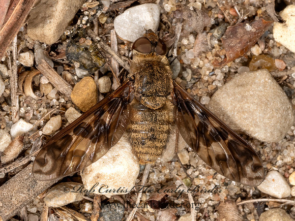 Dipalta serpentina VILIINI BEE FLY 3042805z