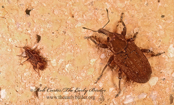 Listronotus 200832z