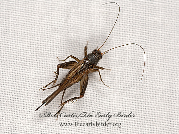 Allonemobius allardi  ALLARD'S GROUND CRICKET 3023671-z