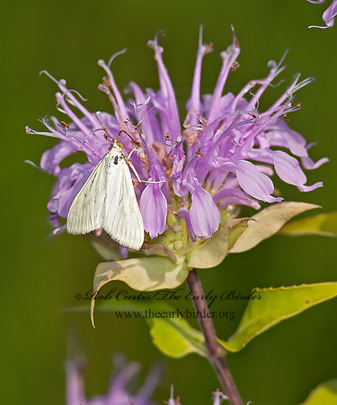 Sitochroa palealis  CARROT SEED MOTH 3003166z
