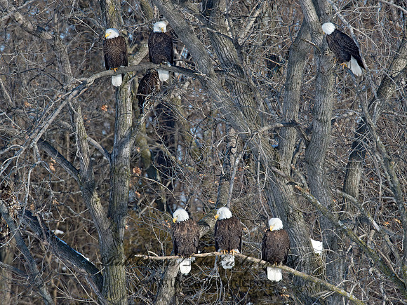 Haliaeetus leucocephalus  BALD EAGLE 9018942z