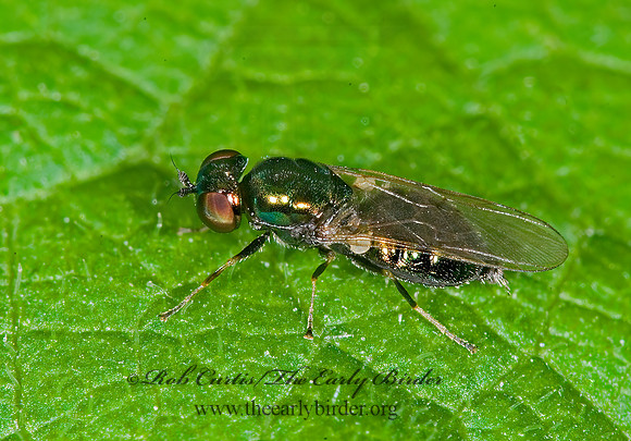 Microchrysa polita  SOLDIER FLY 6008989z