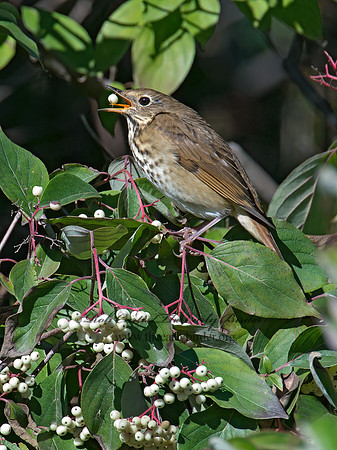 Catharus guttatus  HERMIT THRUSH 9015060z