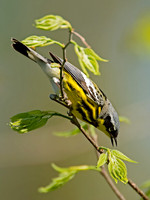 Setophaga magnolia MAGNOLIA WARBLER 9021781z