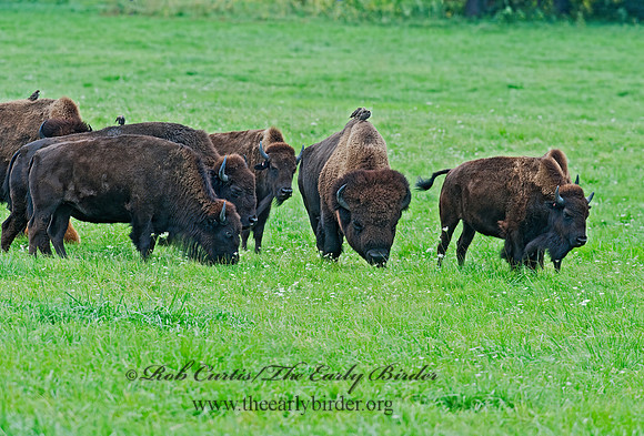 Bison bison  BISON 8023887z