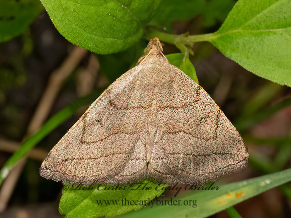 Zanclognatha pedipilalis   GRAYISH ZANCLOGNATHA 9081080z