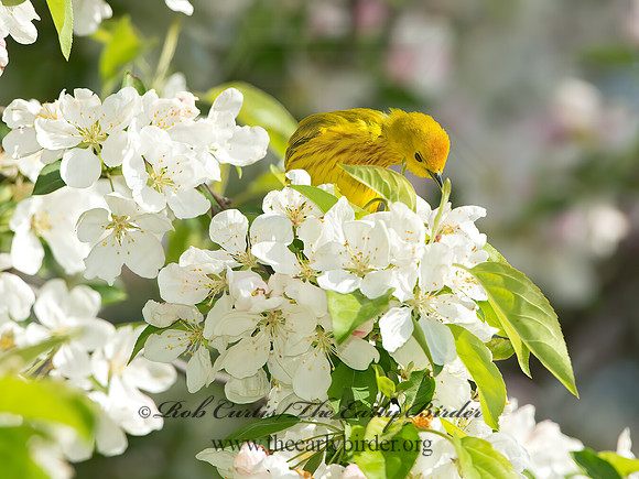 Setophaga petechia  YELLOW WARBLER 9038028z
