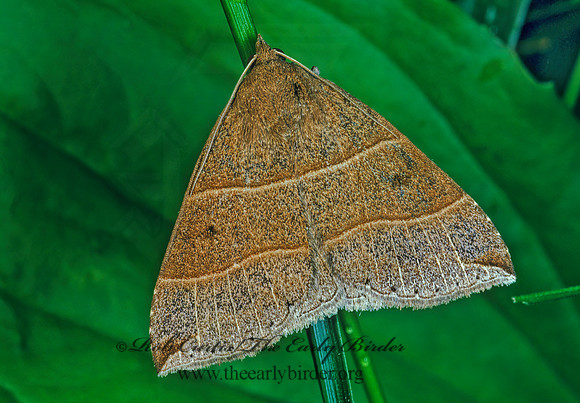 Parallelia bistriaris MAPLE LOOPER MOTH 176918z