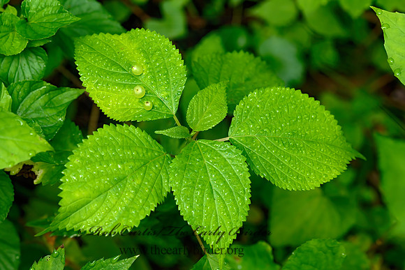 Laportea canadensis  WOOD  NETTLE 1303478-z
