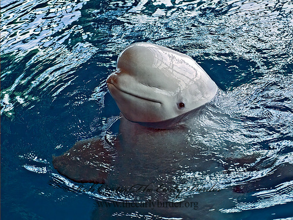 Delphinapterus leucas  BELUGA 4002713z