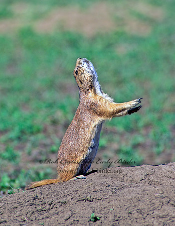Cynomys ludovicianus  BLACK-TAILED PRAIRIE DOG 134315z