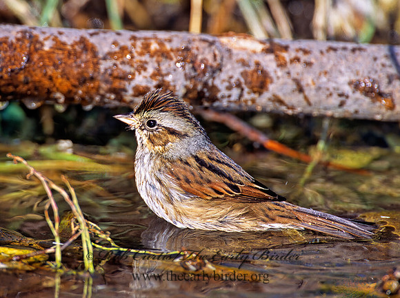 Melospiza georgiana  SWAMP SPARROW 1278108z