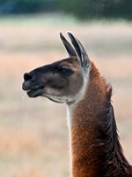 Lama glama  LLAMA 3031753z