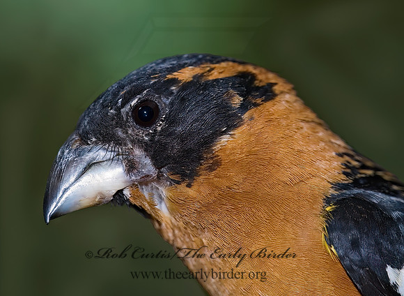 Pheucticus melanocephalus  BLACK HEADED GROSBEAK 6025543z