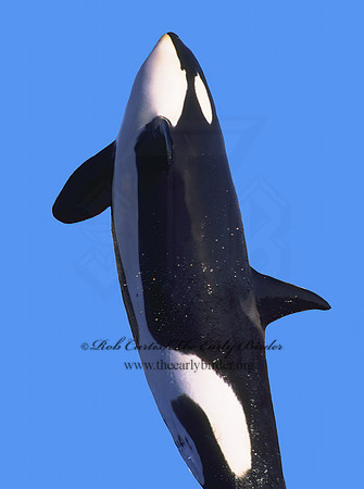 Orcinus orca  KILLER WHALE Whale2z