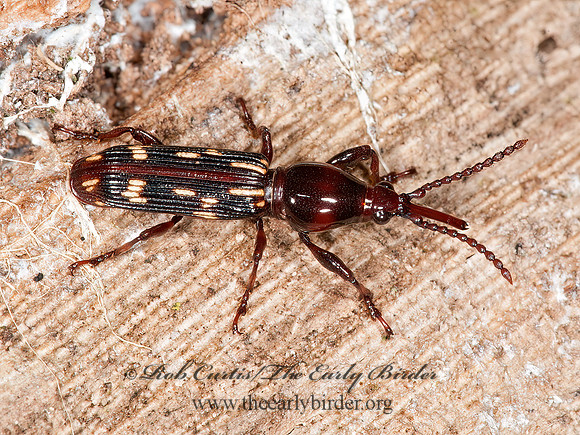 Arrhenodes minutus 8032928z