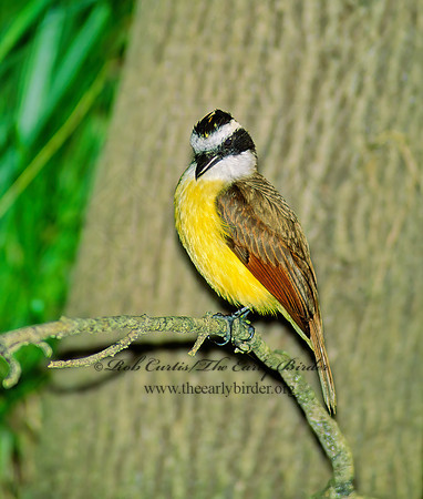 Pitangus sulphuratus  GREAT KISKADEE 89112z