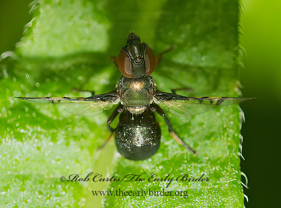 Rivellia  SIGNAL FLY 9040112z