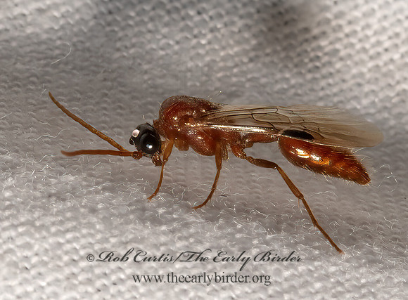 Brachycistis  TIPHIID WASP 3036568z