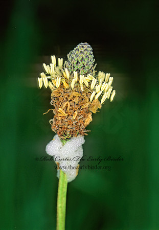 Plantago lacneolata  ENGLISH PLANTAIN 149814z
