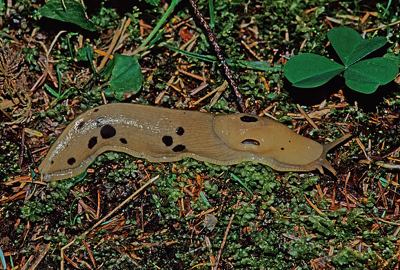 Ariolimax columbianus  BANANA SLUG 132909z