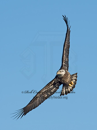 Haliaeetus leucocephalus  BALD EAGLE 9019176z