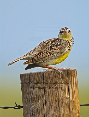 Sturnella neglecta  WESTERN MEADOWLARK 7011100z