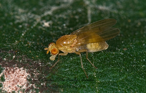 Homoneura  LAUXANIID FLY 6014499z