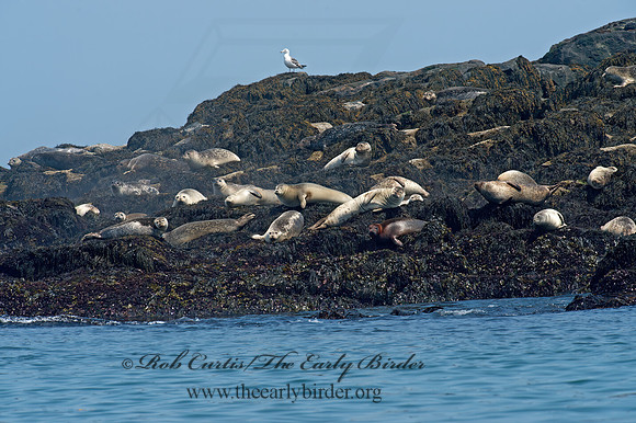 Phoca vitulina  HARBOR SEAL 9033838z