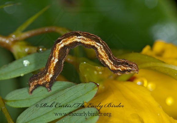 Pleuroprucha insulsaria  COMMON TAN WAVE 6013582z