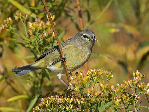 Leiothlypis celata  ORANGE-CROWNED WARBLER 6016754z
