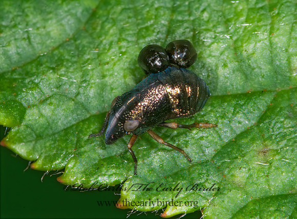 Bruchomorpha oculata 6013918z