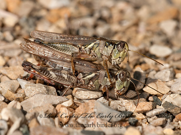 Melanoplus sanguinipes  MIGRATORY GRASSHOPPER 3014656z