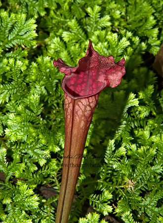 Sarracenia leucophylla  CRIMSON PITCHER PLANT 5011018z