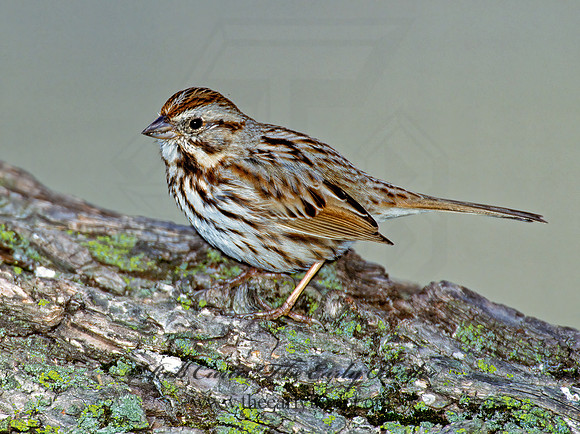 Melospiza melodia  SONG SPARROW 1280406z