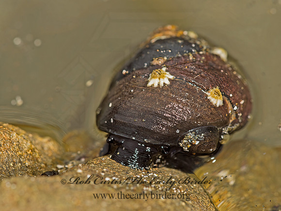 Tegula funebralis  BLACK TURBAN SNAIL 9059373z