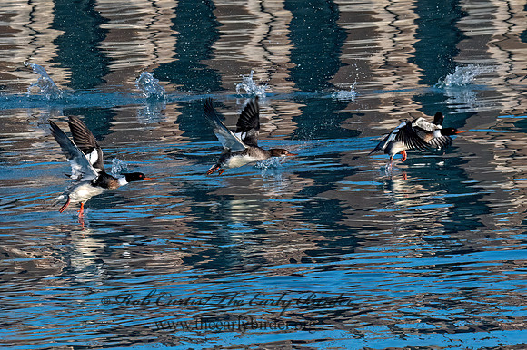 Mergus merganser  COMMON MERGANSER 3043234z
