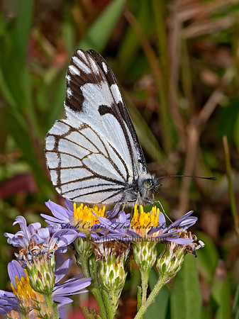 Neophasia menapia  PINE WHITE 3024417z