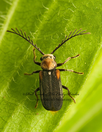 Eucrada humeralis  DEATH WATCH BEETLE 8005055 z