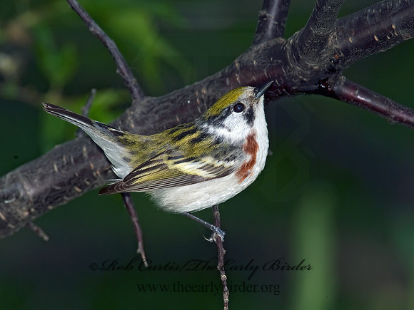 Setophaga pennsylvanica  CHESTNUT-SIDED WARBLER 4000973 z