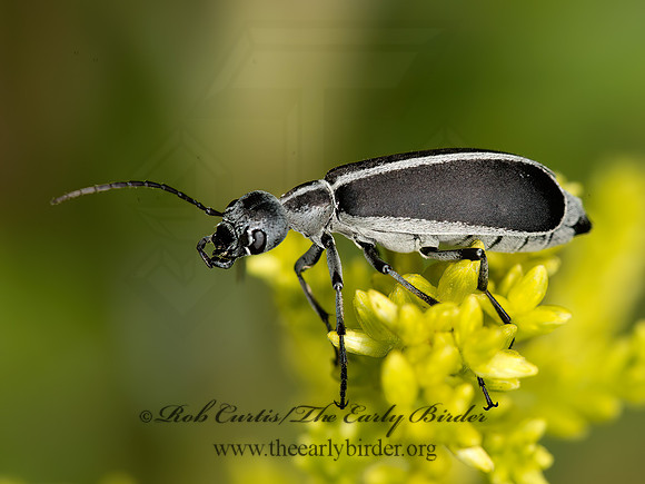 Epicauta funebris   BLISTER BEETLE 9050934z